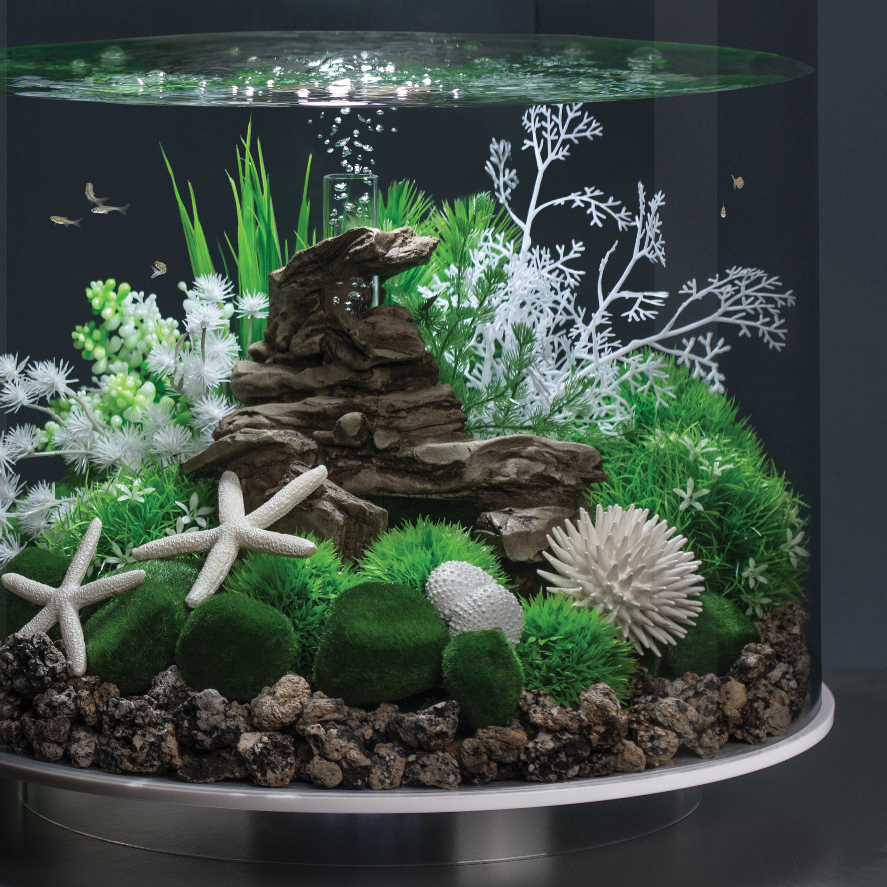 Sea Urchins Set of 3 - In Use