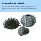 Sea Urchins Set of 3 - Astoundingly reaslistic