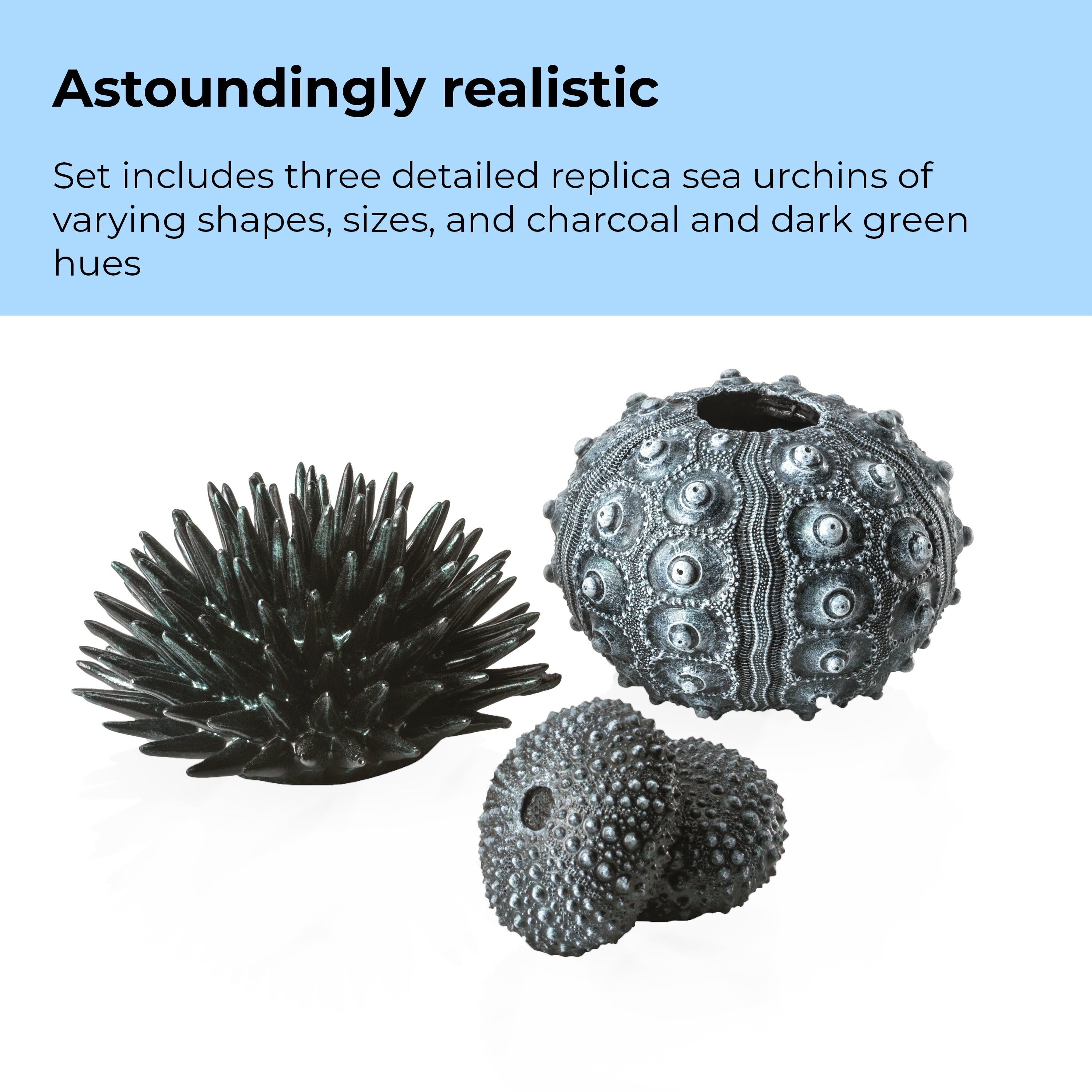 Sea Urchins Set of 3 - Astoundingly reaslistic