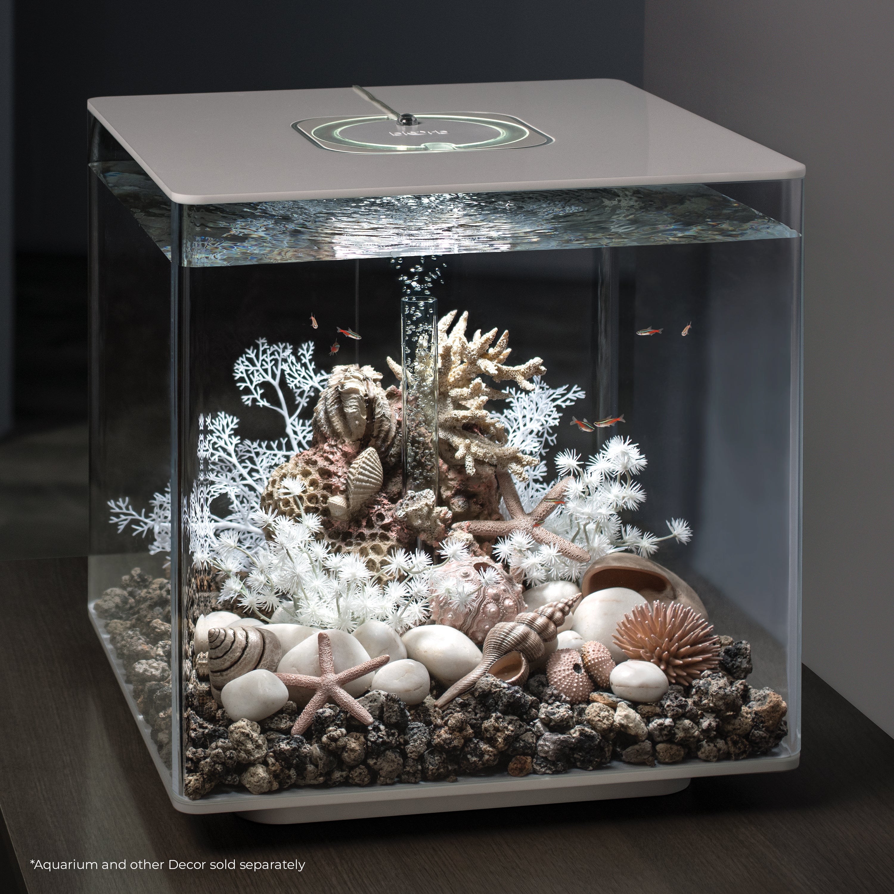 Sea Urchins Set of 3 - In Use