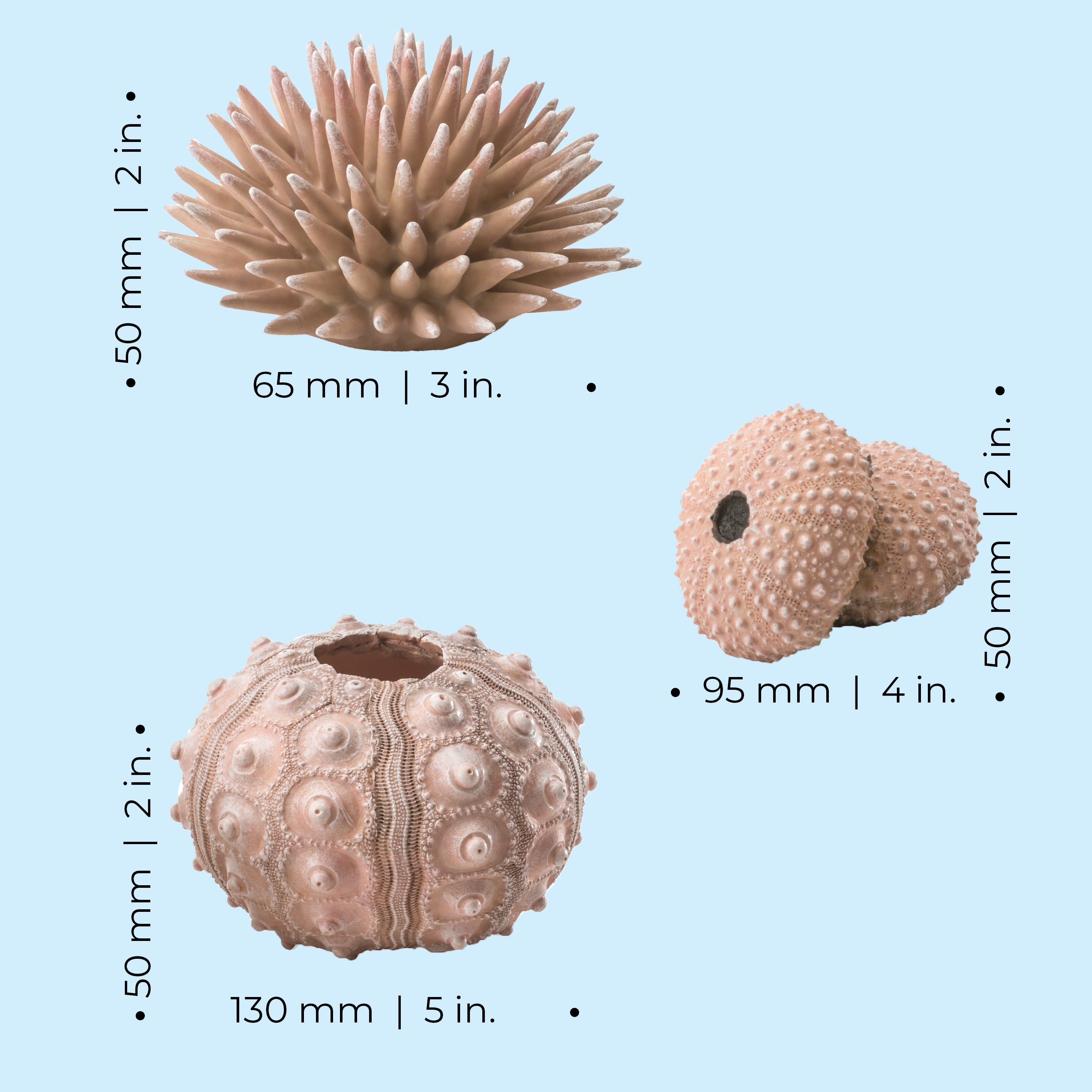 Sea Urchins Set of 3 - Dimensions
