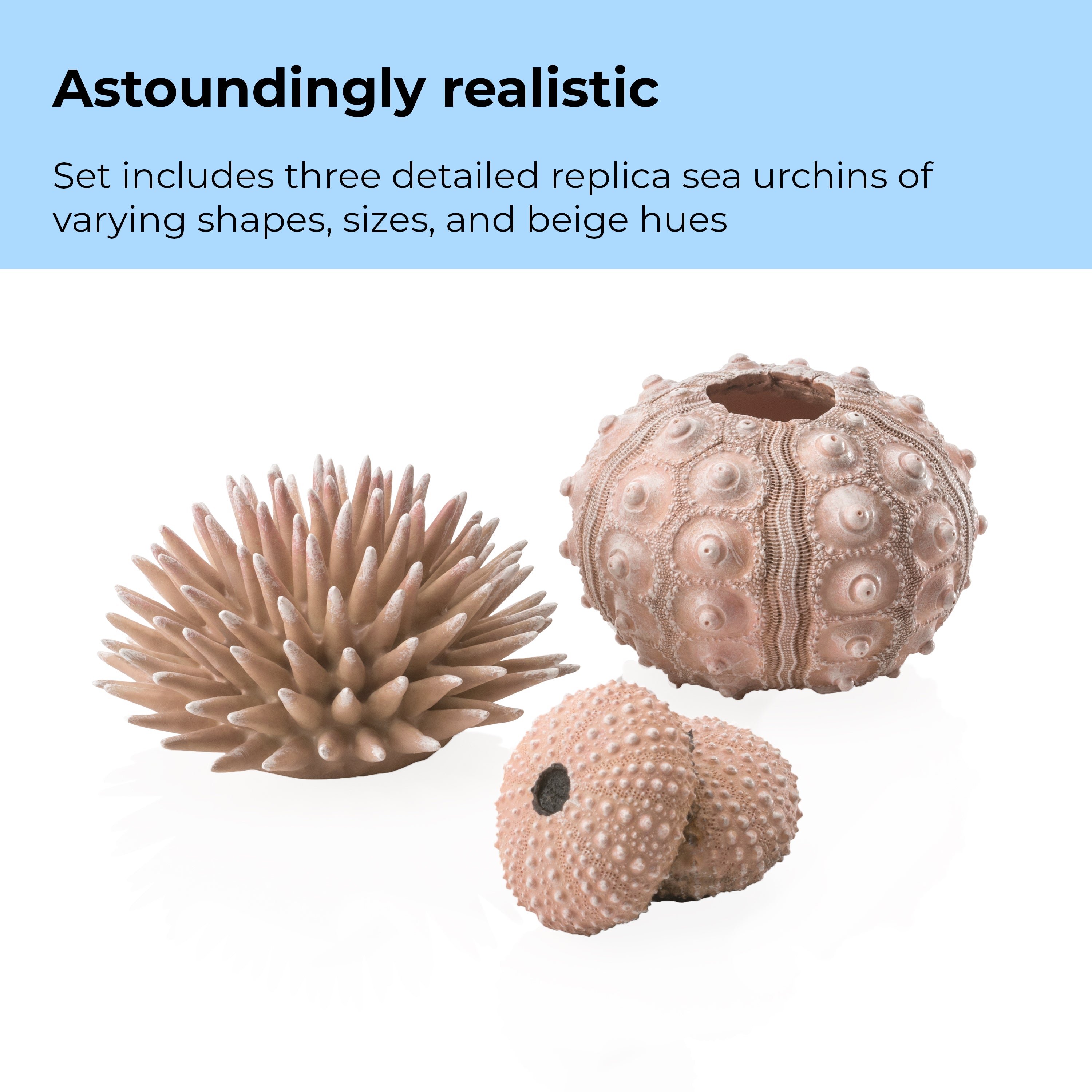 Sea Urchins Set of 3 - Astoundingly realistic