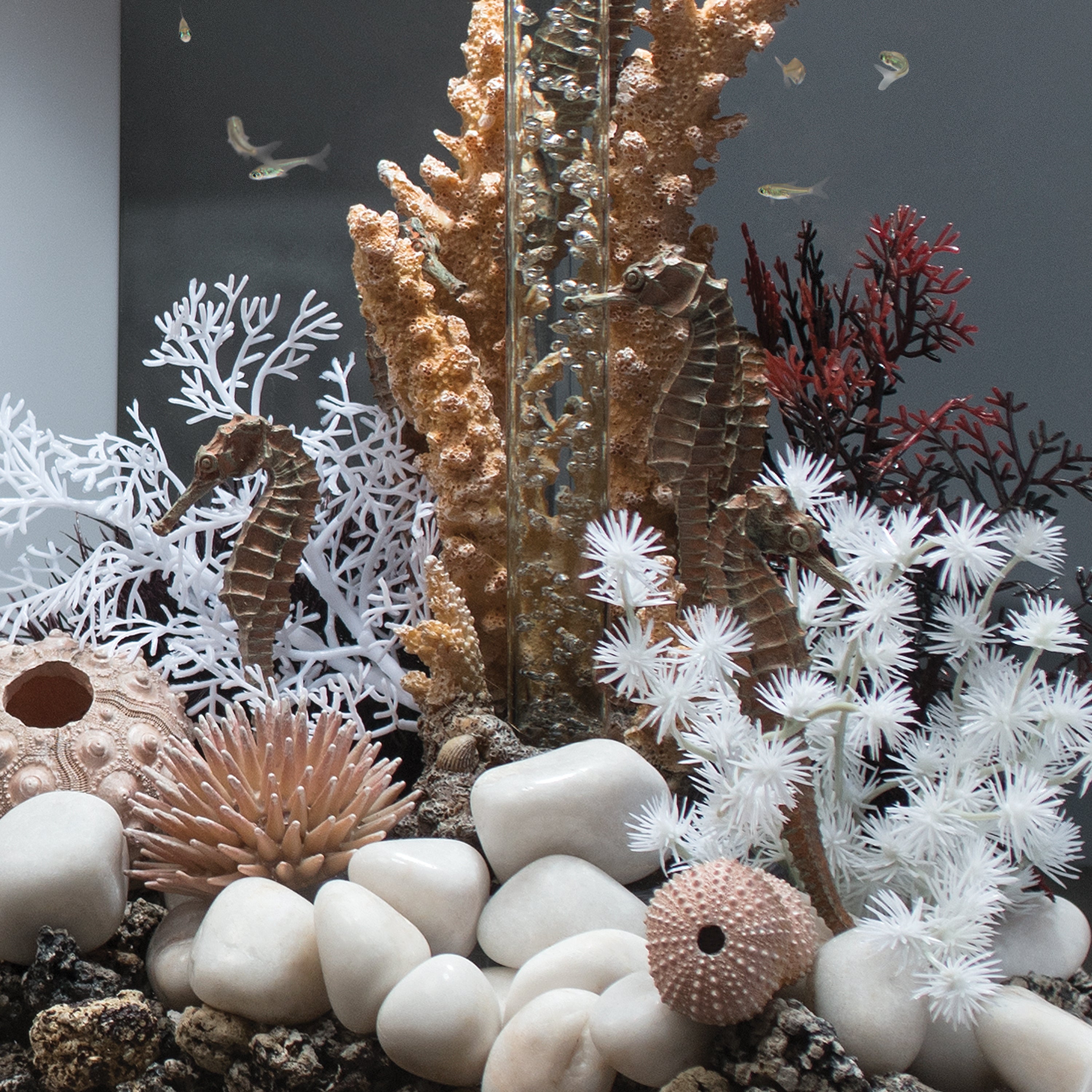Sea Urchins Set of 3 - In Use