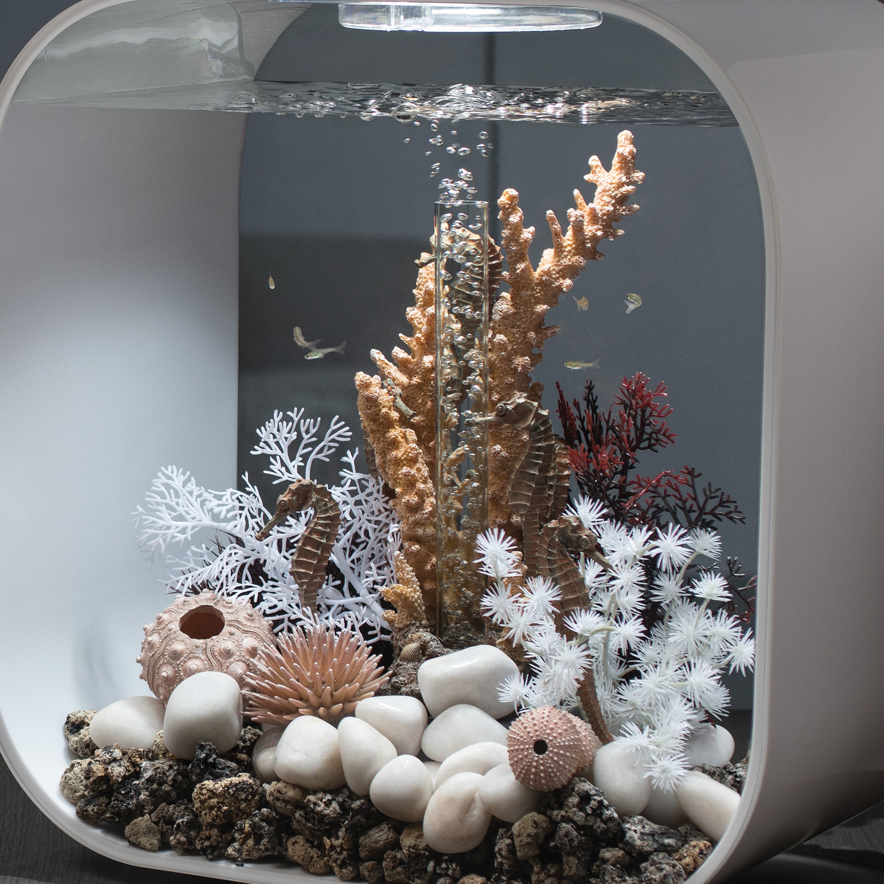 Medium Seahorses on Coral Sculpture In Use