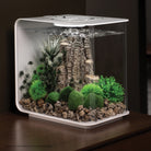Bonsai Ball In Use