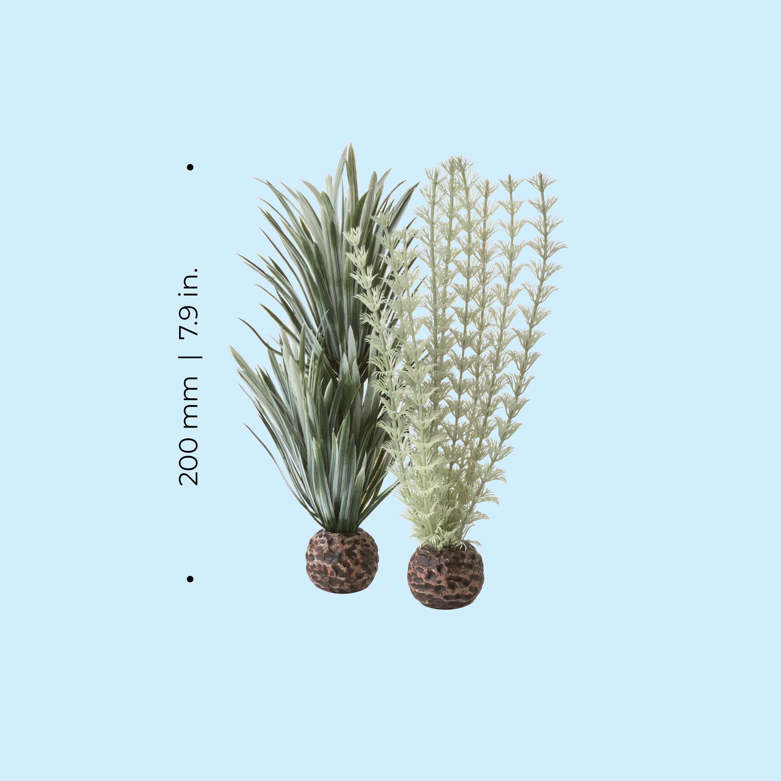 Small Grey & Green Ambulia Plant Set of 2 - Dimensions