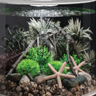 Small Grey & Green Ambulia Plant Set of 2 In Use