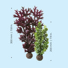 Medium Seapearls & Kelp Plant Set of 2 - Dimensions