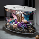 Seychelles Coral Fans & Shells Set of 3 In Use