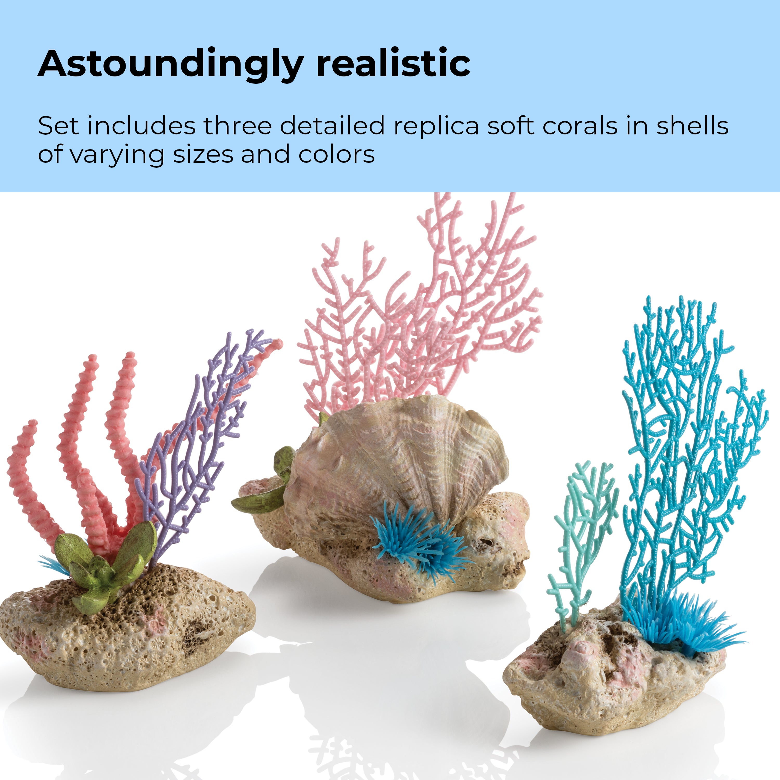 Seychelles Coral Fans & Shells Set of 3 - Astoundingly realistic