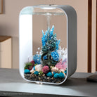 Seychelles Plate Corals & Button Polyps Set of 3 In Use