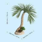 Large Seychelles Palm Tree Sculpture - Dimensions