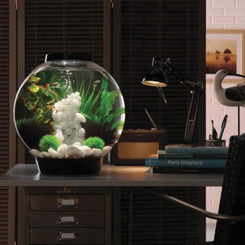 Get inspiration for your aquarium design by using the biOrb CLASSIC 30 Aquarium
