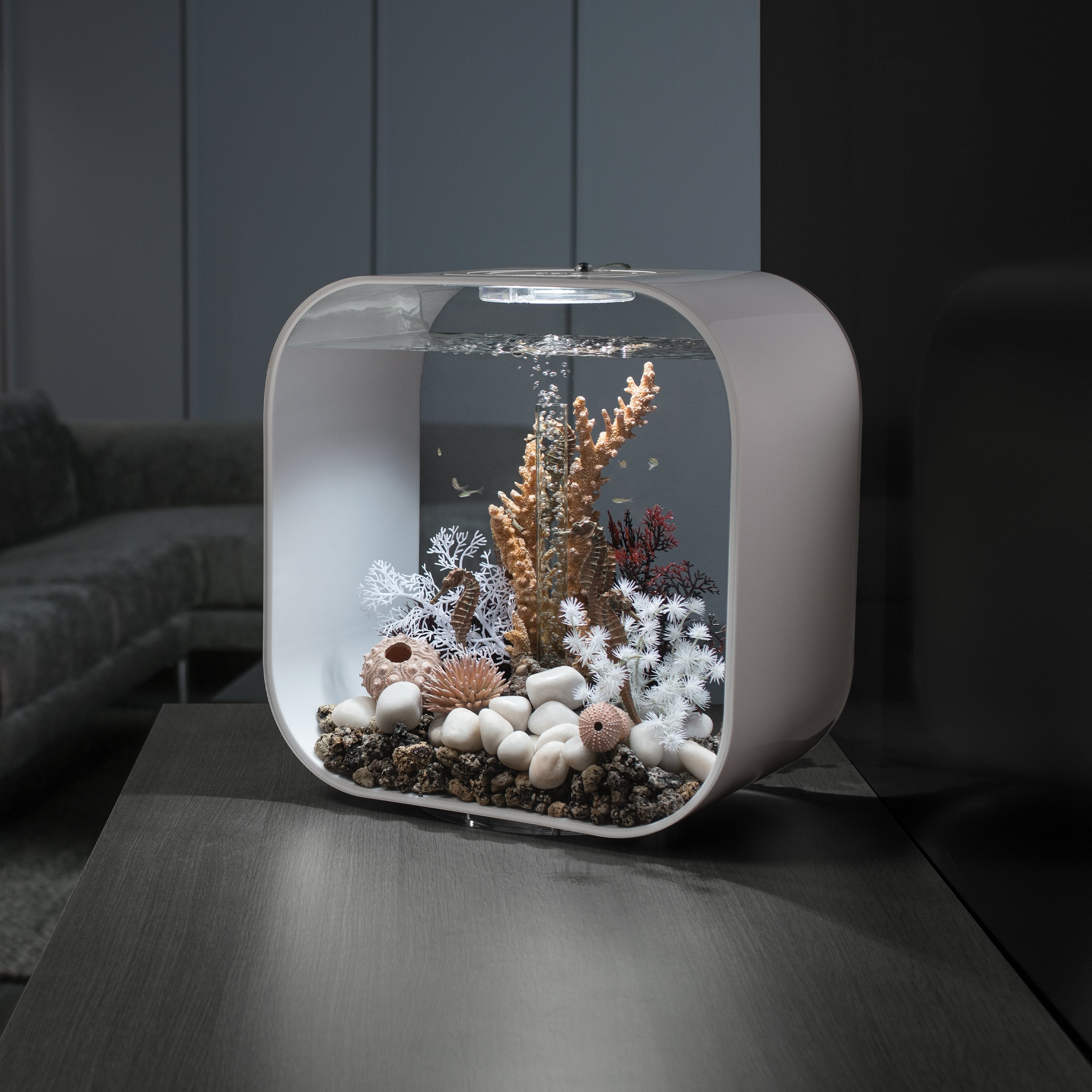 Natural Seahorse Set of 3 in Use
