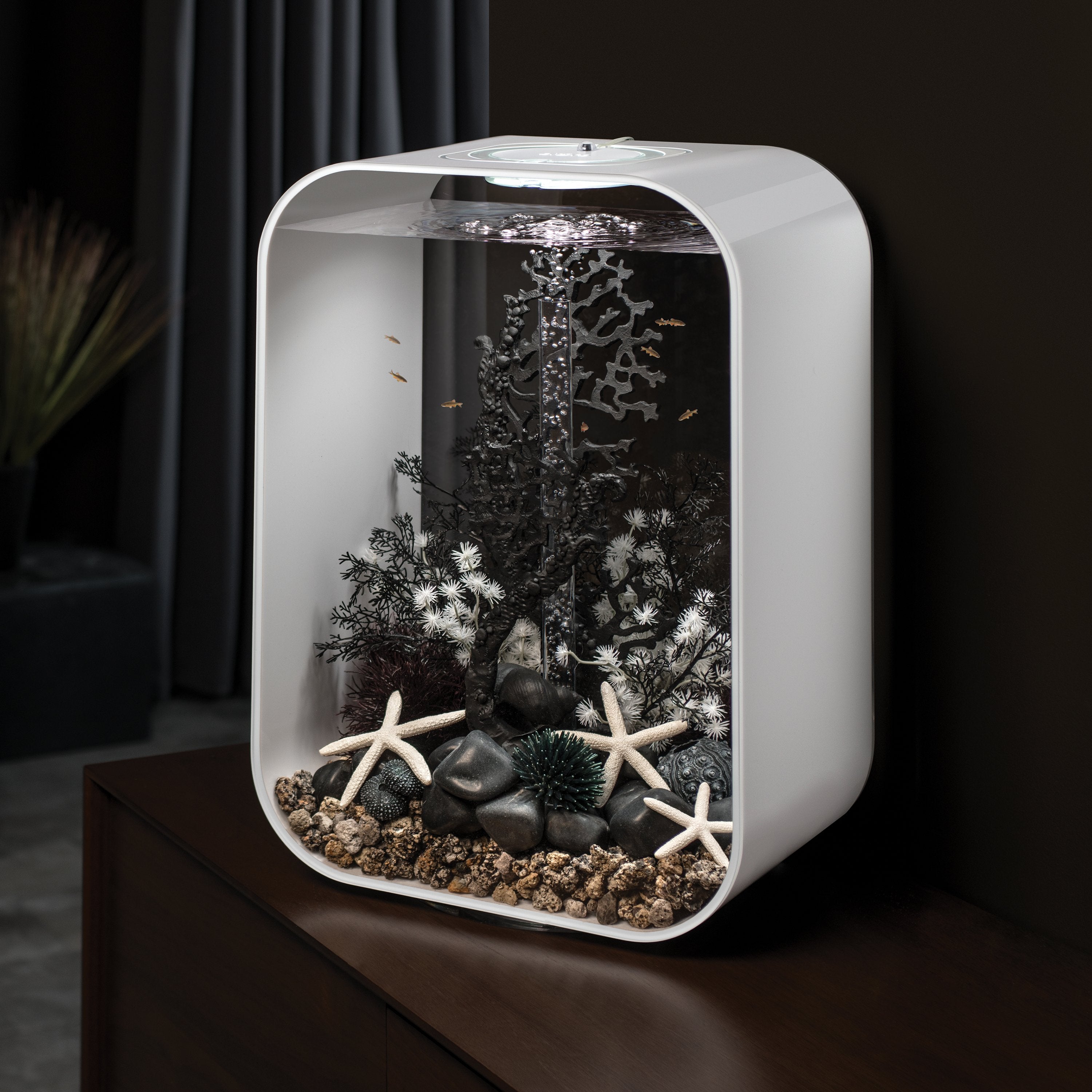 White Starfish Set of 3 in Use