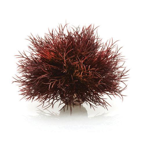 Sea Lily available in Crimson