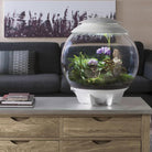 AIR 60 LED Terrarium - 16 gallon In Use