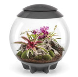 The biOrbAIR Terrarium is THE modern terrarium/vivarium, the biOrbAIR replicates the conditions found under the tropical forest canopy and will provide them with the humidity, air circulation and lighting they need.