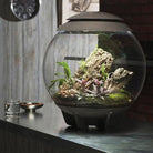 The biOrbAIR Terrarium is THE modern terrarium/vivarium, the biOrbAIR replicates the conditions found under the tropical forest canopy and will provide them with the humidity, air circulation and lighting they need.