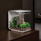 Bonsai Ball In Use