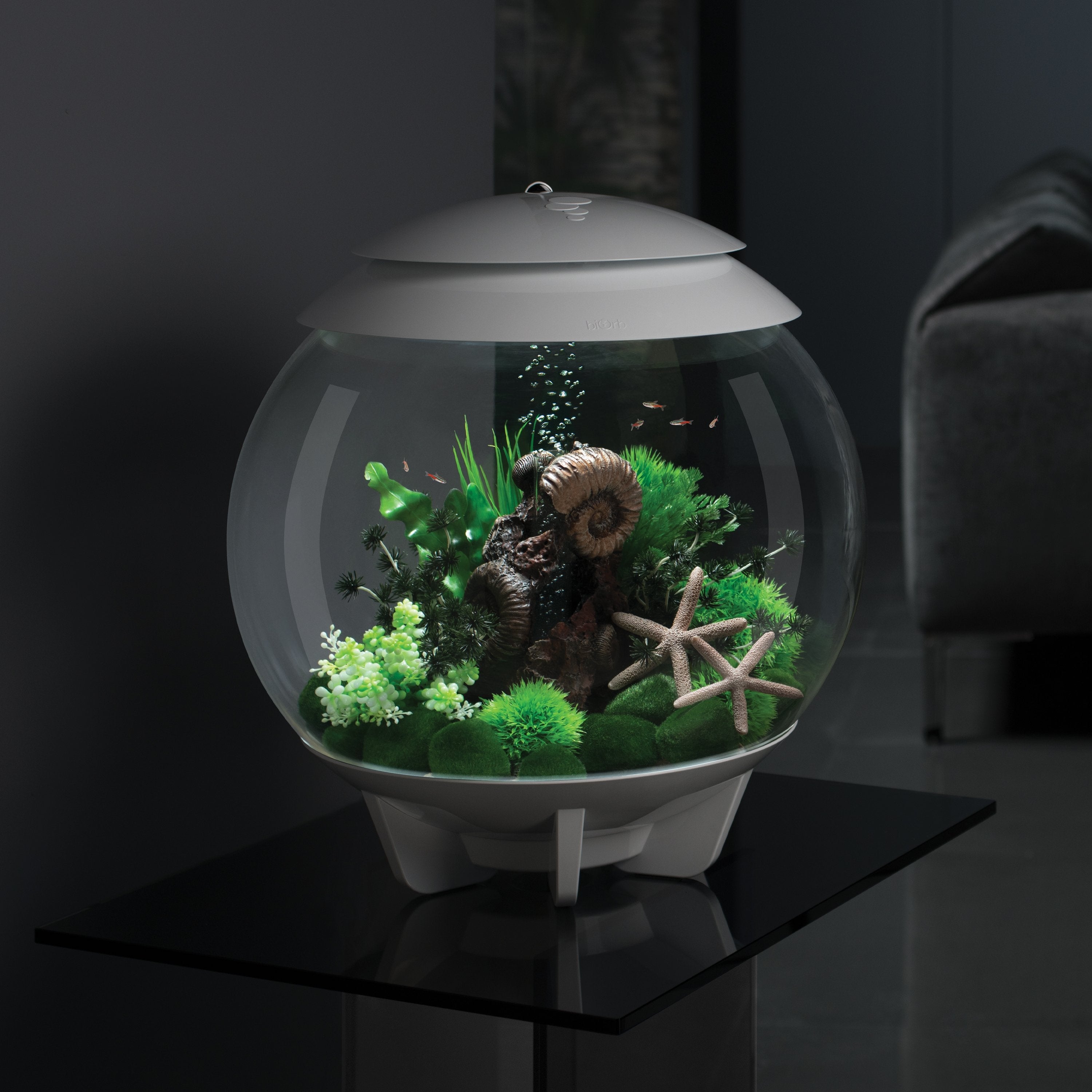 HALO 30 Aquarium with MCR Light - 8 gallon in Use