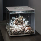 Natural Starfish Set of 3 in Use