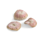 Seychelles Plate Coral Set of 3
